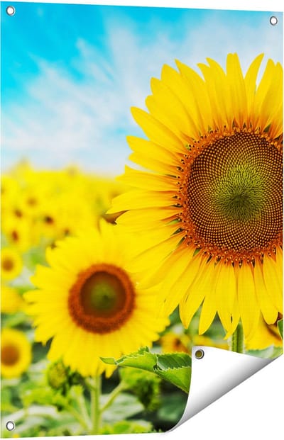 Gards Tuinposter Zonnebloemen Veld - 60x80 cm - Tuindoek - Tuindecoratie - Wanddecoratie buiten - Tuinschilderij