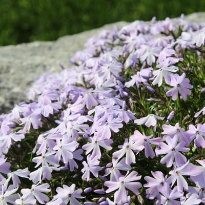 Kussenphlox (Phlox subulata) - Kruipende Vlambloem Emerald Cushion Blue - Vaste planten - Bijen-Vlinders - Geurend - Bodembedekkers - Voorjaarsbollen