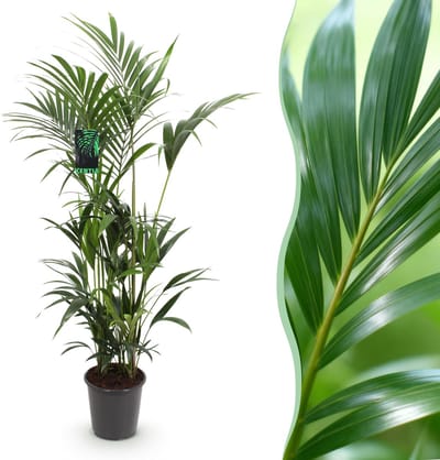Plantenboetiek.nl | Howea Forsteriana - Kentia Palm - Weinig Onderhoud - Groen - Ø27cm - 160-170cm hoog - Kamerplant - Groenblijvend