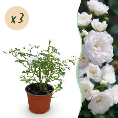 Green boutiQ - Tuin Roos - Rosa White Fairy - Roos - Winterhard - Wit - 3 Planten - Pot 12cm - Hoogte 20-25cm