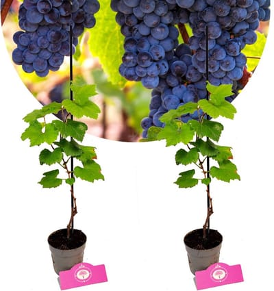 Set van 2 Druiven - Vitis vinifera 'Rondo' - Hoogte 40cm - 9cm pot