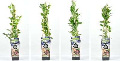 Blauwe bessen fruitplanten mix - set van 4 verschillende soorten Blauwe Bosbessen - hoogte 30 / 40 cm