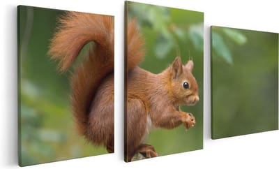 Artaza Canvas Schilderij Drieluik Eekhoorn op een Boomstam in het Bos - 120x60 - Foto Op Canvas - Canvas Print