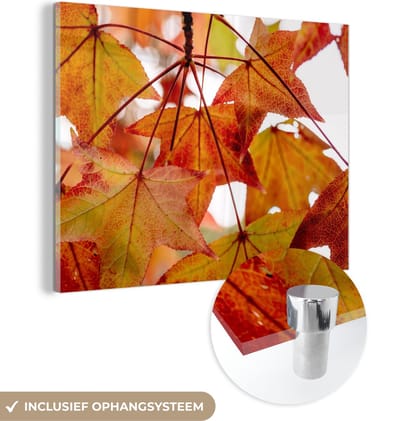 MuchoWow® Glasschilderij 40x30 cm - Schilderij acrylglas - Herfsttakken - Bladeren - Seizoenen - Landelijk - Foto op glas - Schilderijen