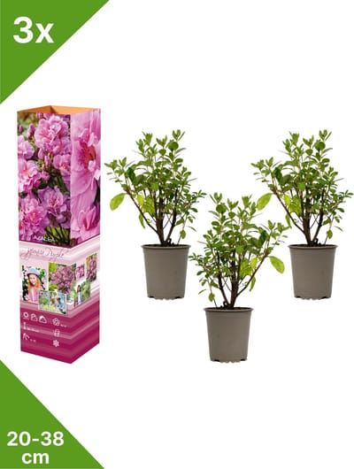 GARDENZO - 3x Azalea japonica (Japanse Azalea) - Paars - in P9 pot