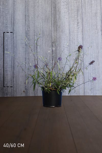 Plants Online - Haagplanten - Heesters - Vlinderstruik 'Nanho Blue' - Pot 40-60 cm - set van 10 - Bladverliezend - Bloeiende plant - Geurend - Informele haag - Insectenlokkend