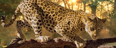 Fotobehang Leopard | PANORAMIC - 250cm x 104cm | 130g/m2 Vlies