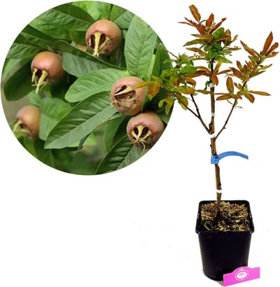 Mespilus Germanica 'Westerveld', Mispel, 5 liter pot