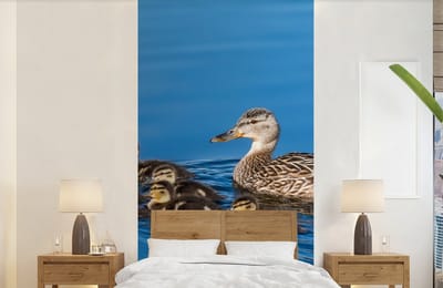Behang - Fotobehang Eend - Water - Vogel - Bruin - Breedte 120 cm x hoogte 240 cm