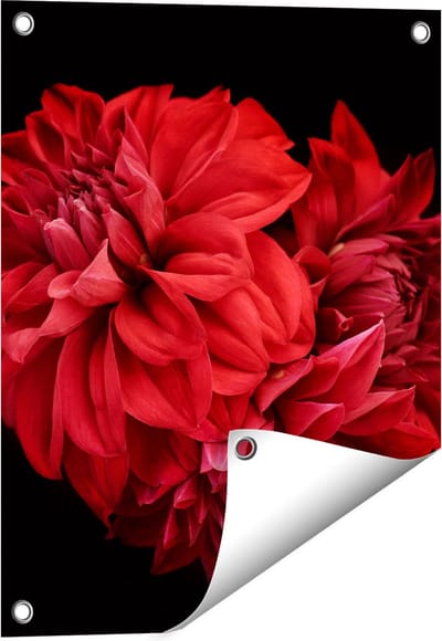 Gards Tuinposter Rode Dahlia Bloemen - 40x50 cm - Tuindoek - Tuindecoratie - Wanddecoratie buiten - Tuinschilderij