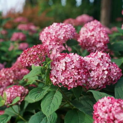 12 x Bolhortensia Roze - Winterharde Hortensia - Hydrangea arborescens Ruby Annabelle in C3(liter) pot met hoogte 20-40cm