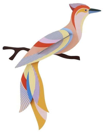 Paradise Bird - Sabah
