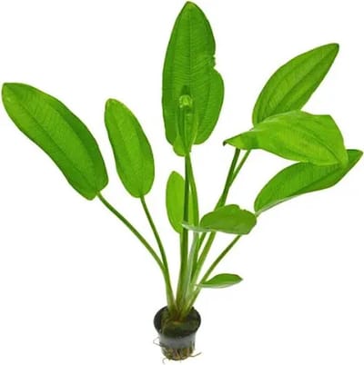 Aquaflora Echinodorus Indian Red | Zwaardplant | in 5 cm pot