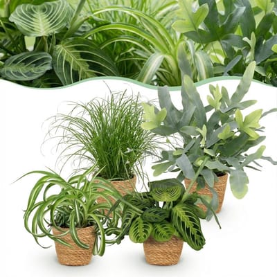 Plantenboetiek.nl | Chlorophytum - Cyperus - Phlebodium - Marantha - Mix van 4 - Huisdiervriendelijke Planten - Groen - 4 Planten - met Mand - Ø12cm - 25cm hoog - Kamerplant - Arrangement - Plant met pot