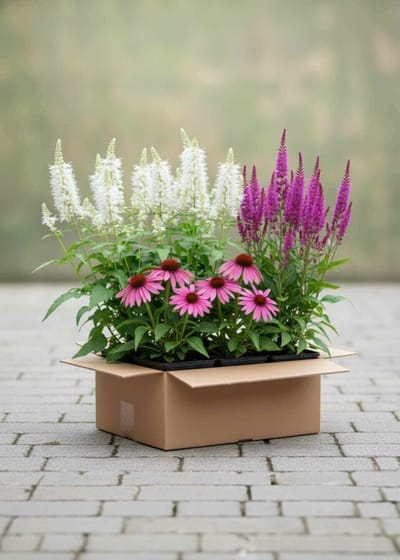 Nazomer Nectar Pakket Borderpakket - 21 st. (3,5m²) - 6x Dropplant, 9x Zonnehoed, 6x Lampenpoetser - Heijnen Planten