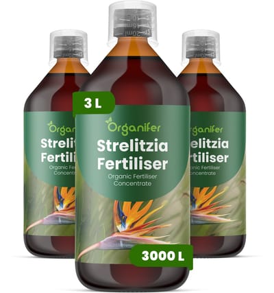 Vloeibare Meststof Voor Strelitzia 3X1 L Voor 3000 L - Npk 2-1-8 - Ondersteunt Krachtige Vegetatieve Groei En Een Opgaande Structuur Bij Strelitzia - Bevordert Betrouwbare Ontwikkeling Van Bloemstelen En Bloemkwaliteit - Organifer