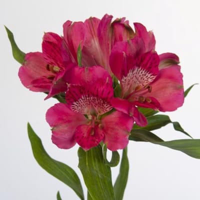 10x Alstroemeria rome 70cm