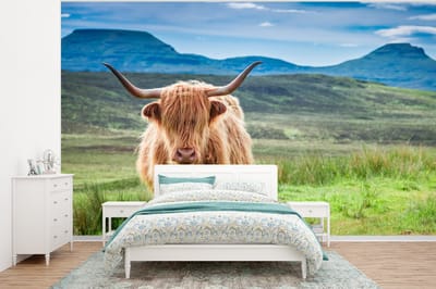 Behang - Fotobehang Schotse hooglander - Koe - Natuur - Berg - Gras - Breedte 320 cm x hoogte 240 cm