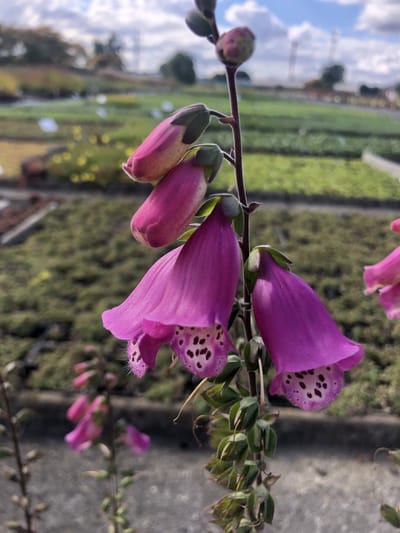6 x Digitalis purp. 'Panther' - Vingerhoedskruid - pot 9 x 9 cm