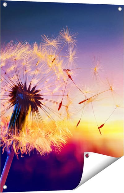 Gards Tuinposter Paardenbloem tijdens Zonsondergang - 60x80 cm - Tuindoek - Tuindecoratie - Wanddecoratie buiten - Tuinschilderij