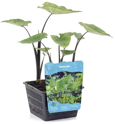 Moerings Colocasia Tea Cup | Thee Kop Taro | In 18CM Mand Kant en Klaar