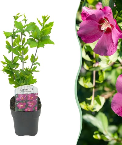 Plantenboetiek.nl | Hibiscus syriacus Woodbridge - Bloem Roze - Bladverliezend - Weinig Onderhoud - Ø18cm - 35-45cm hoog - Tuinplant