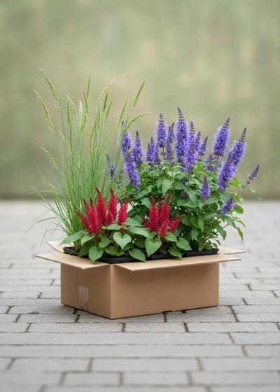 Zomerpracht Mix Borderpakket - 18 st. (3m²) - 6x Dropplant, 6x Pluimstruisriet, 6x Duizendknoop - Heijnen Planten