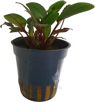 Moerings Cryptocoryne beckettii | Waterkelk | in 5cm pot