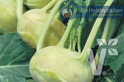 Koolrabi Malibu® White (Oasis) ca 50 zaden