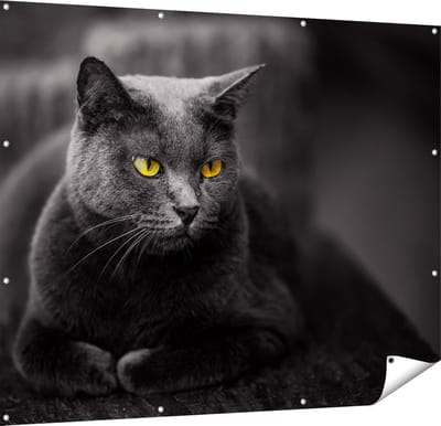 Gards Tuinposter Zwarte Kat met Gele Ogen - 150x120 cm - Tuindoek - Tuindecoratie - Wanddecoratie buiten - Tuinschilderij
