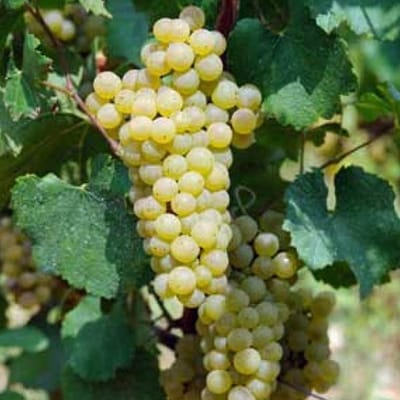 Vitis 'Champion' - Druif 50-60 cm in pot
