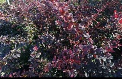 Berberis thunb. 'Atropurpurea' - Japanse Zuurbes , Rode Japanse Zuurbes 30- 40 cm in pot