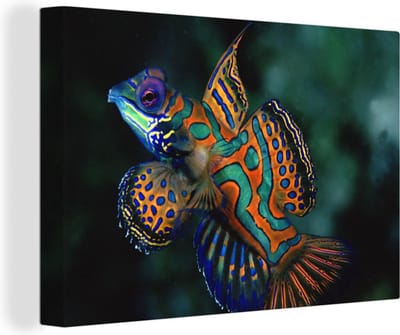 Veelkleurige vis Canvas 30x20 cm - klein - Foto print op Canvas schilderij (Wanddecoratie woonkamer / slaapkamer) / Wilde dieren Canvas Schilderijen