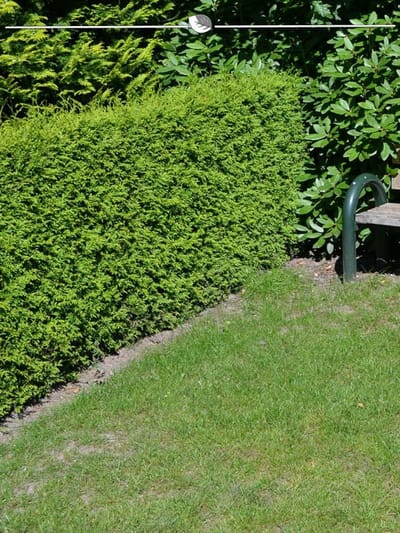Westerse Levensboom Thuja Brabant 60-80 cm, 18x Haagplant