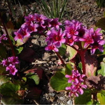 6 x Bergenia 'Morgenroete' - Schoenlappersplant pot 9x9cm