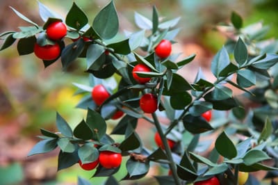 Ruscus aculeatus, Muizendoorn, Hoogte ca 30cm, 1 liter pot