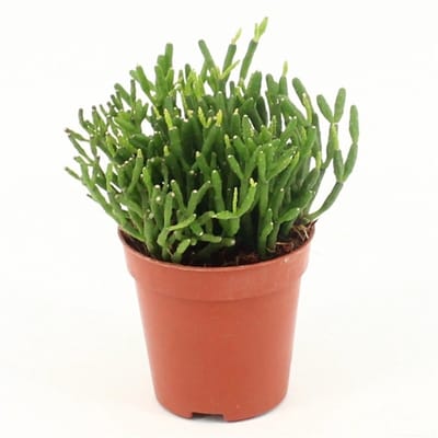 JUNAVERA Hatiora | compacte jungle cactus voor open terrarium en woonkamer | 5 cm pot | 8 cm hoog