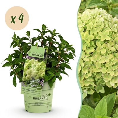 Green boutiQ - Tuinplant - Hydrangea panniculata Groundbreaker Greeny - Pluimhortensia - Winterhard - Creme - 4 Planten - Pot 14cm -Hoogte 20-25cm