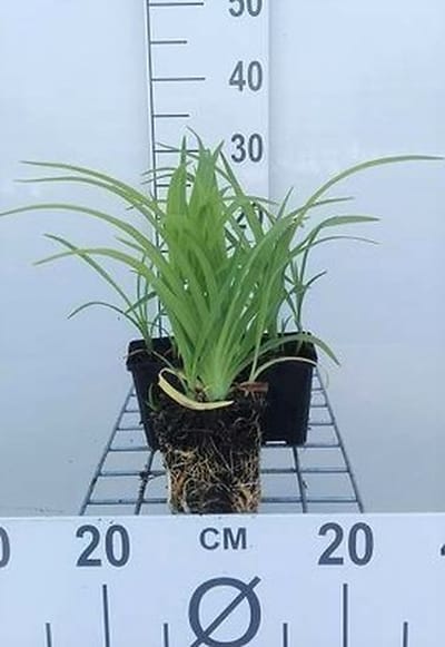 6x Daglelie - Hemerocallis hybr. 'Pink Damask' | 9x9 cm pot