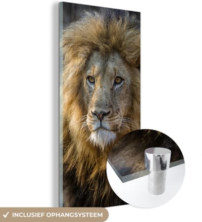 MuchoWow® Glasschilderij 20x40 cm - Schilderij acrylglas - Leeuw - Portret - Wild - Foto op glas - Schilderijen