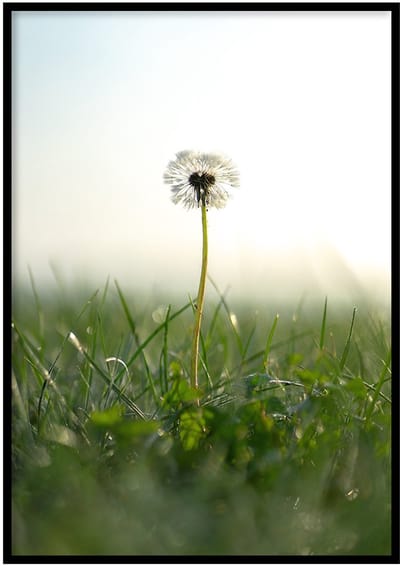 Poster Paardenbloem - 30x40cm met Fotolijst – Natuur Poster – Ingelijst
