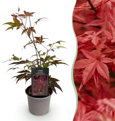 Green boutiQ - Tuinplant - Acer palmatum Atropurpureum - Paars - 1 Plant - Blad verliezend - Weinig Onderhoud - Pot 12cm Hoogte 35cm