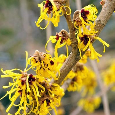 Hamamelis Intermedia 'Pallida' - Toverhazelaar - 40-60 cm in pot: Winterbloeiende struik met geurige, lichtgele bloemen.