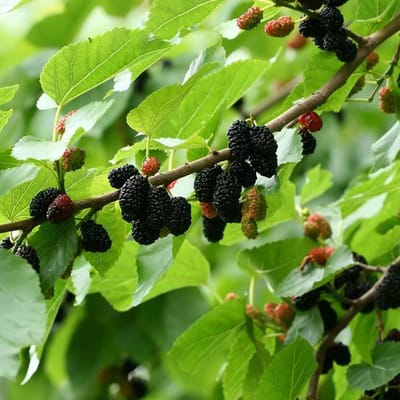 Morus Nigra - Moerbei 60-80cm in pot - Zwarte Moerbei met heerlijke zoete vruchten