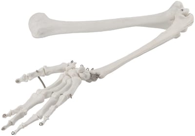 Dailygoods- Botmodel Professionele Anatomie - Bovenste Ledemaat - Humerus/Radius/Ulna - Elleboog/Pols - Hoogwaardige PVC - Duurzaam en Veilig - Anatomisch Model