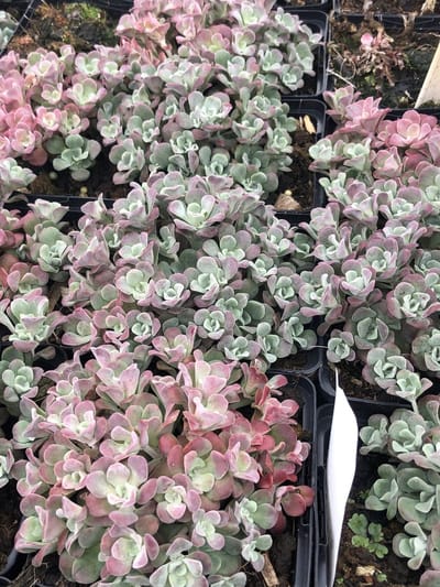 6x Vetkruid - Sedum spathulifolium 'Purpureum' | 9x9 cm pot