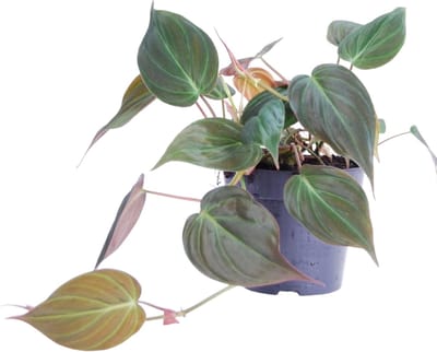 Trendyplants - Philodendron Scandens 'Micans' - Kamerplant - Hoogte 15-35 cm - Potmaat Ø12cm