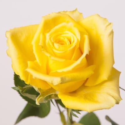 10x Rosa good times 50cm