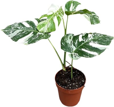 Monstera Deliciosa Variegata - Kamerplant - Potmaat Ø17 cm