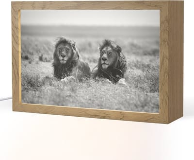 Tafellamp 30x20 cm - LED lamp - Leeuwen - Dieren - Savanne - Zwart wit - Decoratieve tafellampen - Dimbaar - Tafellampje slaapkamer - Woonkamer binnen